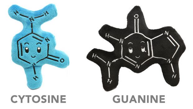 Biochemies, i peluche molecolari che formano il DNA