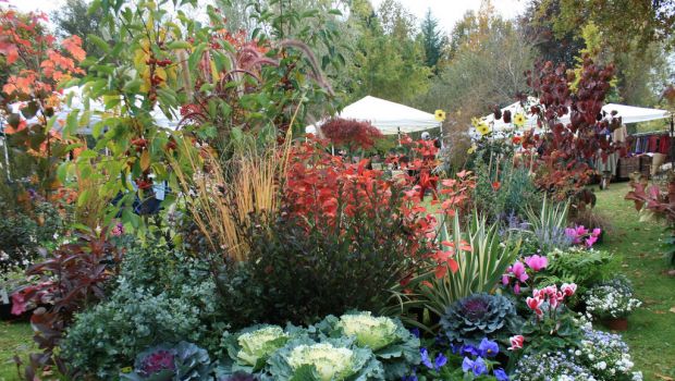 Ecco le migliori piante da giardino sempreverdi con fiori e rampicanti