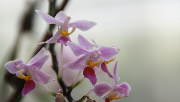 Come si curano le orchidee in casa