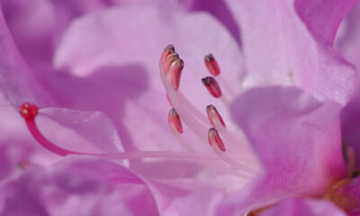 Come coltivare rododendro