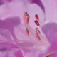 Come coltivare rododendro