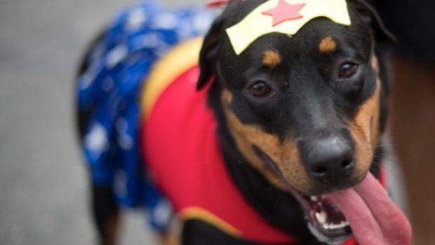 Immagini del Carnevale di Rio de Janeiro e degli animali in maschera