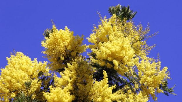 La festa della donna e le mimose, la storia del fiore simbolo