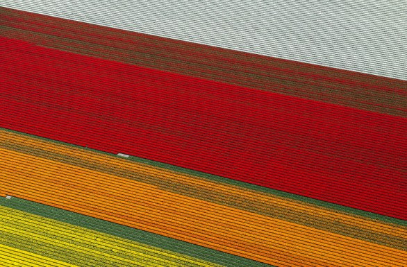 Planando sui campi di tulipani in Olanda