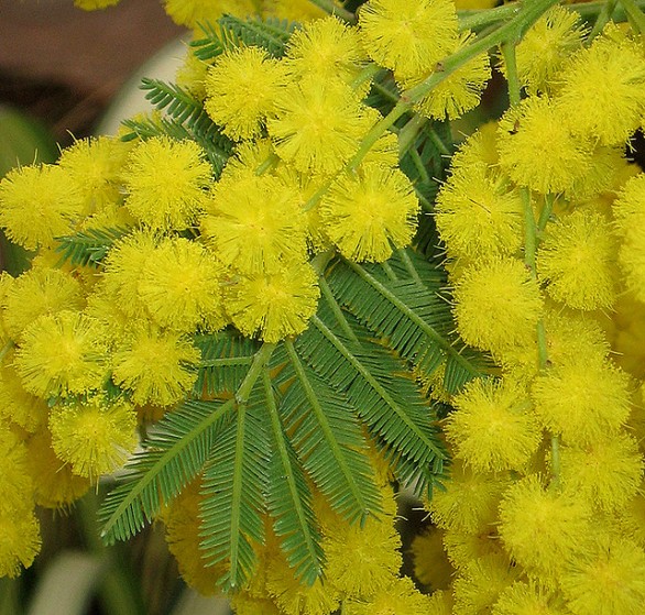 Per l&#8217;8 marzo la mimosa si fa con la carta crespa