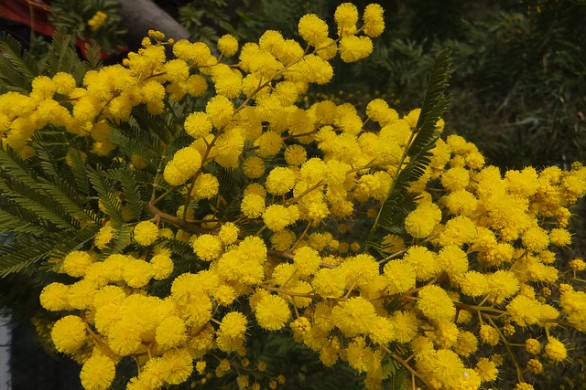 Lavoretti di patchwork per realizzare la mimosa per la Festa della Donna