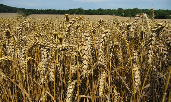 I sintomi della celiachia da riconoscere subito