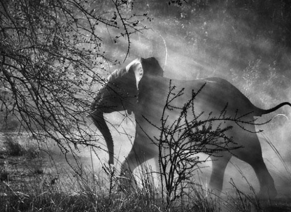 Genesi. Sebastião Salgado all’Ara Pacis di Roma