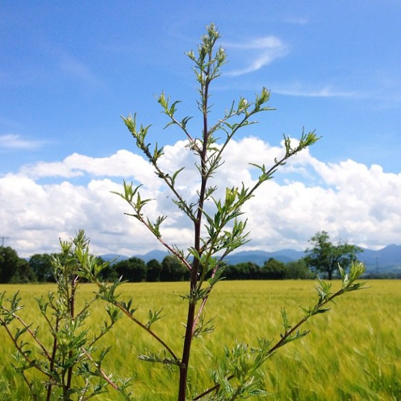 Allergia da Artemisia Vulgaris? I sintomi e le vaccinazioni da fare