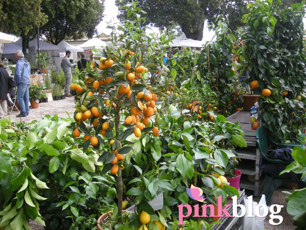 Perugia Flower Show, spring edition 2013