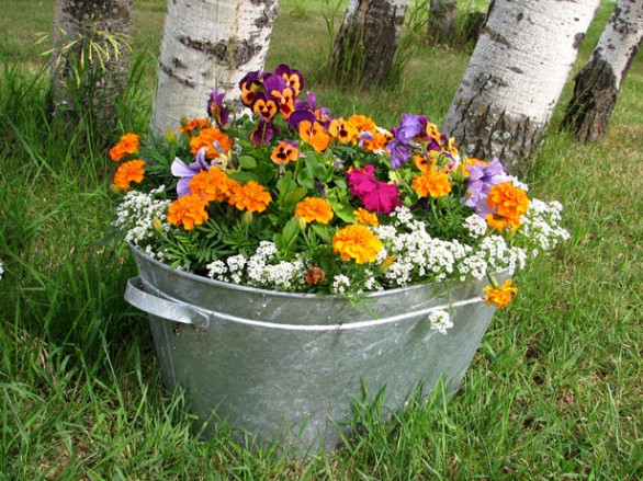 I fiori di primavera più belli da piantare e coltivare sul balcone