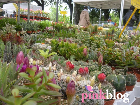 Piante grasse, rare e inconsuete in mostra a Perugia: idee per arredare casa e giardino