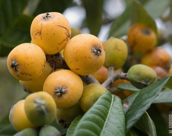 Le proprietà nutritive delle nespole e le ricette più gustose