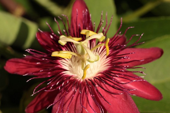 Passiflora: proprietà e benefici