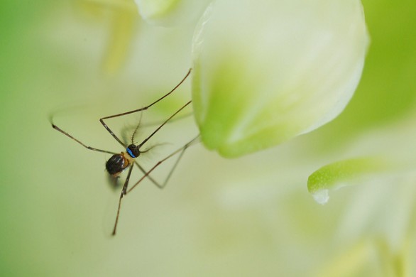 Per le zanzare i rimedi naturali più efficaci