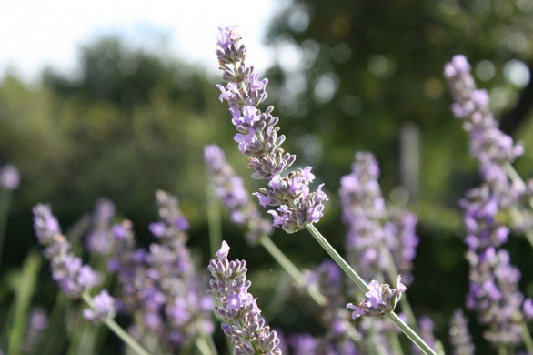 La crema doposole fai da te profumata alla lavanda