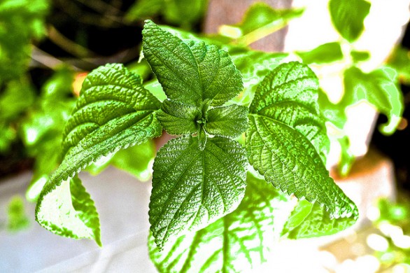 Il liquore alla menta da fare in casa, fresco e digestivo