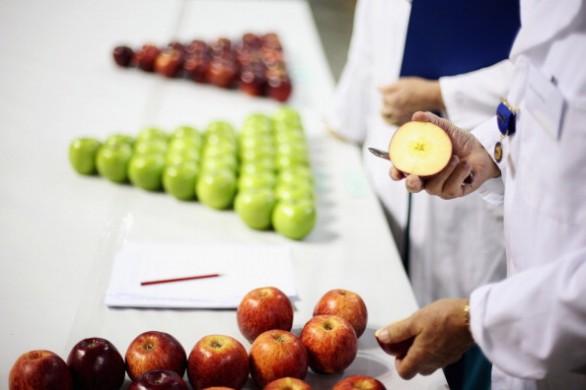 I 10 alimenti anticancro più efficaci