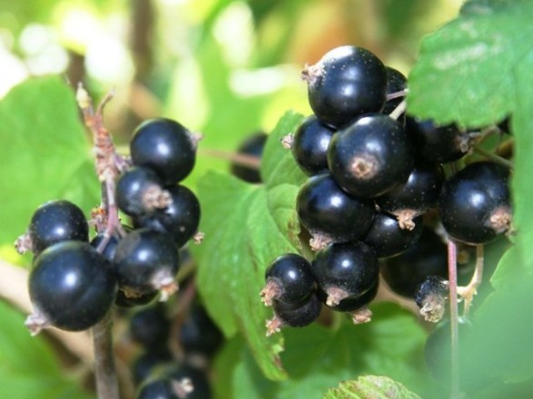 Le proprietà del ribes nero e i benefici per la salute e per la bellezza