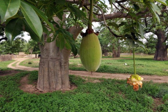Le proprietà del baobab per la bellezza e la salute