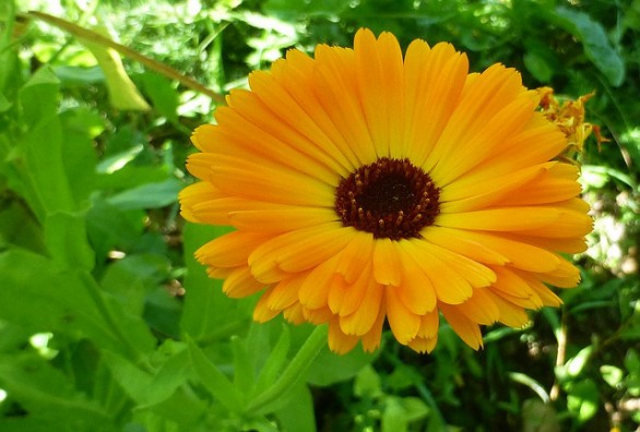 La calendula: le sue proprietà per la salute e la bellezza