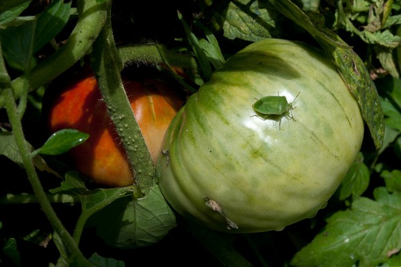 I rimedi naturali contro le cimici verdi, parassiti di orti e giardini