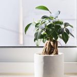 Le 5 piante da appartamento utili per purificare l’aria e non solo