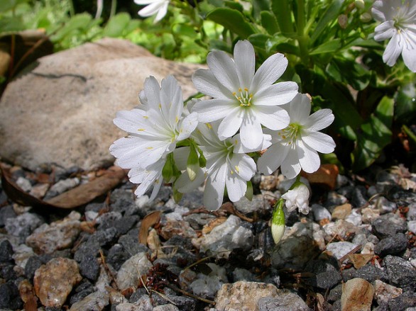 Le piante da giardino: ecco le più resistenti