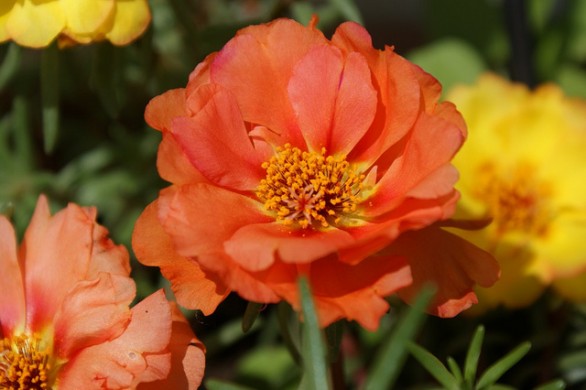 La portulaca, come si coltiva e quando piantarla