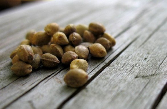 Le ricette con i semi di canapa per fare il pieno di antiossidanti