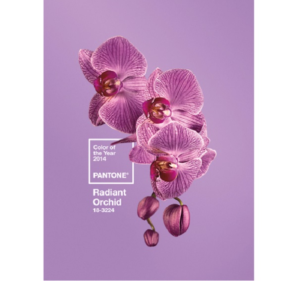 Pantone svela sarà il colore del 2014: Radiant orchid