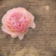 lettere d'amore