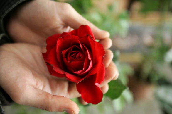 Il significato dei fiori per San Valentino e quali regalare a chi amiamo