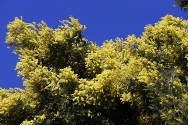 frasi per la Festa della donna
