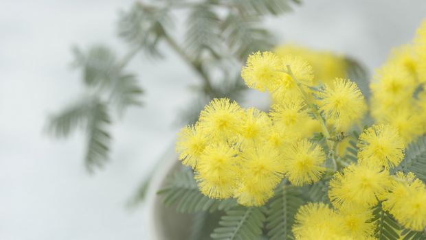 Risotto alla mimosa, la ricetta facile per l&#8217;8 marzo