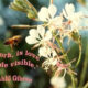 Poesie per il compleanno di Gibran