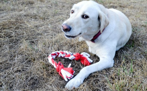 Festa del Cane 28 aprile 2014: i giocattoli per divertire gli amici a quattro zampe