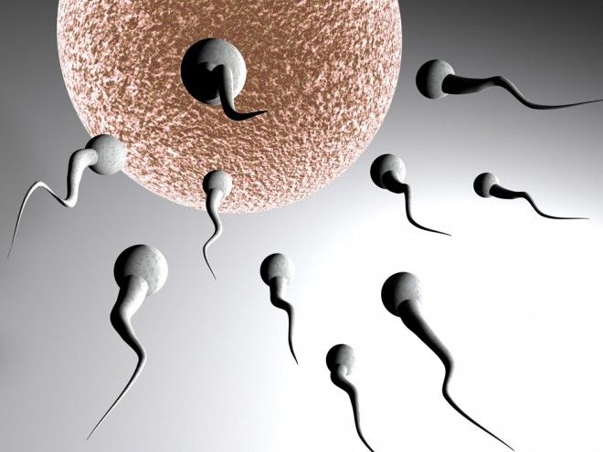 Ovulazione e concepimento: come funziona e quali sono i giorni più fertili