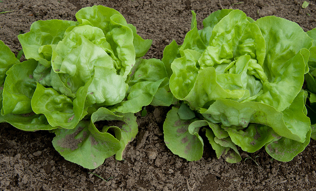 Come coltivare l&#8217;insalata: la lattuga, regina della bella stagione