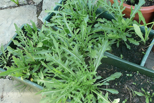 Come coltivare la rucola in vaso sul proprio balcone