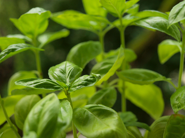 Come coltivare il basilico sul balcone per mantenere gusto e profumo intatti