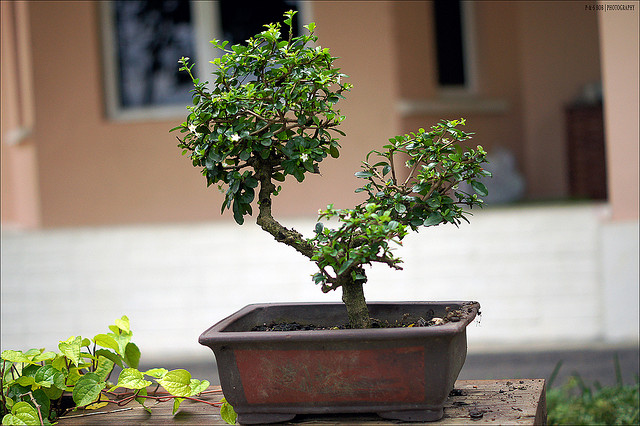 Come coltivare un bonsai e farlo crescere forte e sano