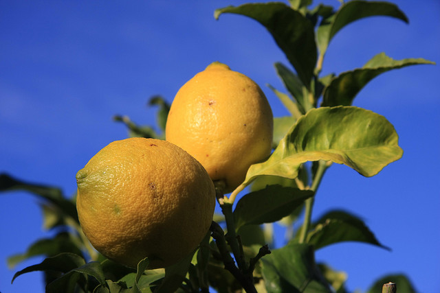Come coltivare i limoni in vaso sul proprio balcone
