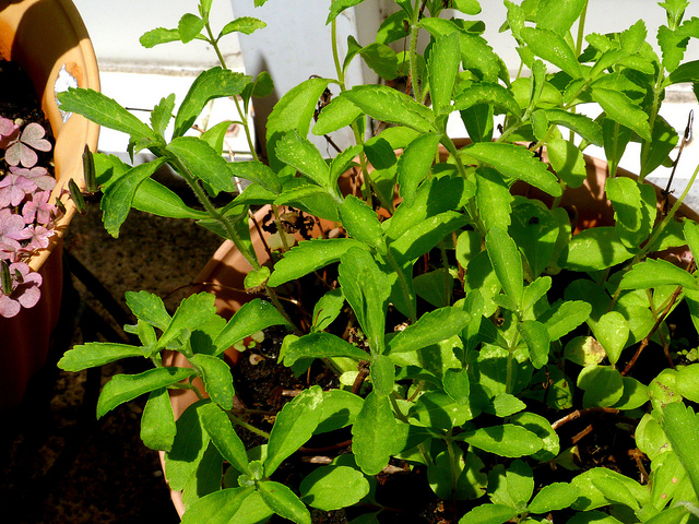 Come coltivare la stevia, regina dei dolcificanti naturali