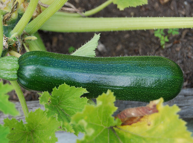 Come coltivare le zucchine sul balcone o in terrazza