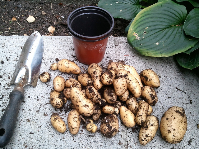 Come coltivare le patate in sacco sul proprio balcone