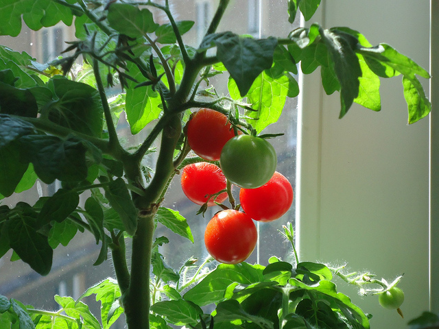 Come coltivare i pomodori in casa quando non si ha il giardino