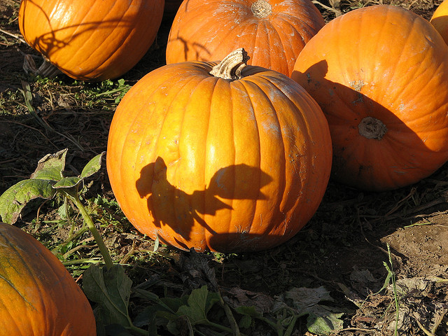 Come coltivare le zucche di Halloween in giardino