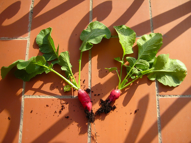 Orto sul balcone