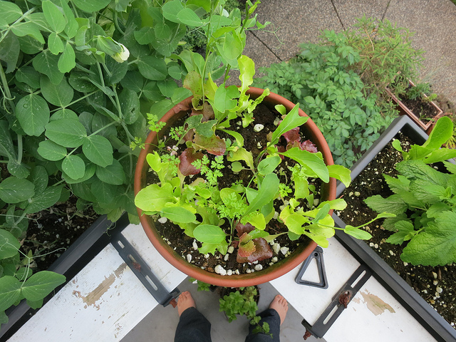 Come coltivare un orto sul balcone, regole e consigli utili